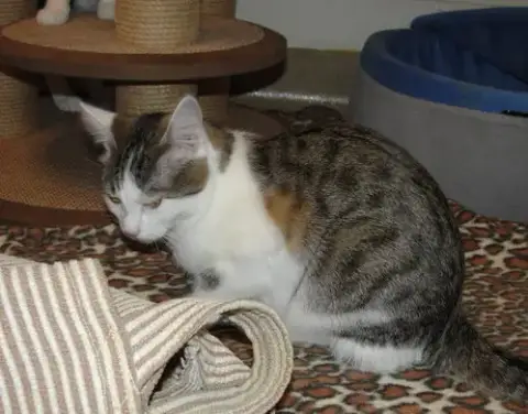 Molly photo 3