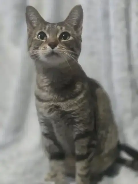 Fifi Larue