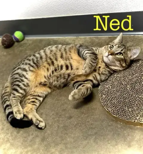 Ned photo 2