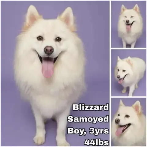 Blizzard From Korea