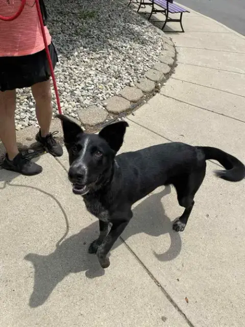 Louie photo 4