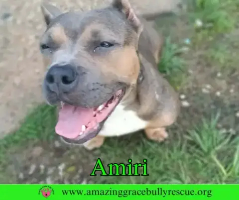 Amiri photo 3