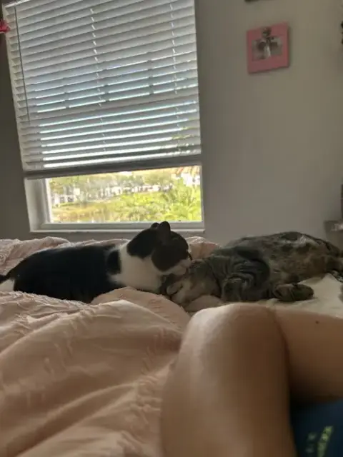 Bonded Pair: Pooky & Jasper photo 2
