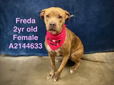 Freda