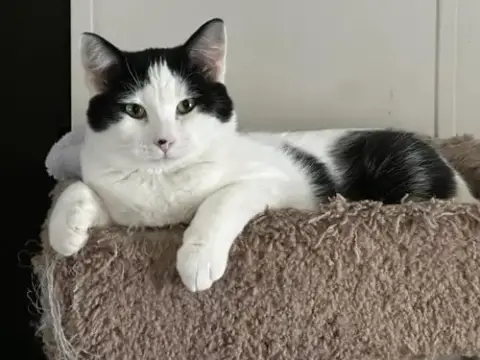 Stewart
