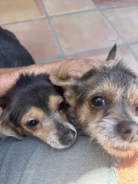 Mango & Papaya photo 2