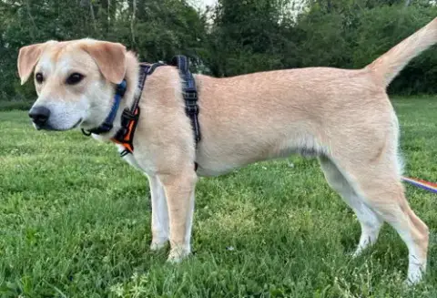 Puppy Gabriel photo 4