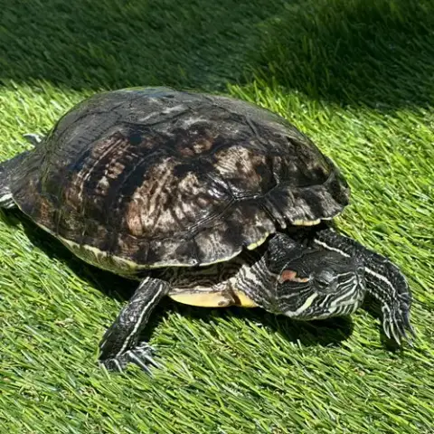 Red Eared Slider Turtles! photo 4