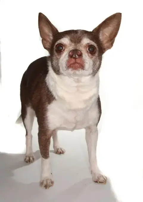 Wishbone photo 3