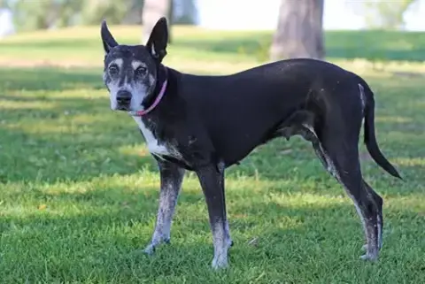 Raja