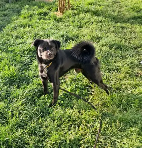 Winston