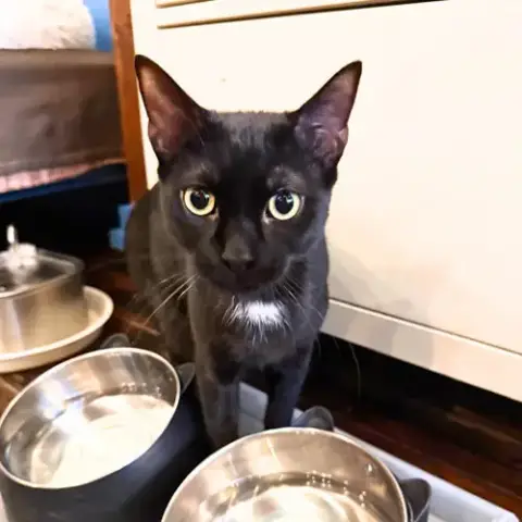 Teriyaki