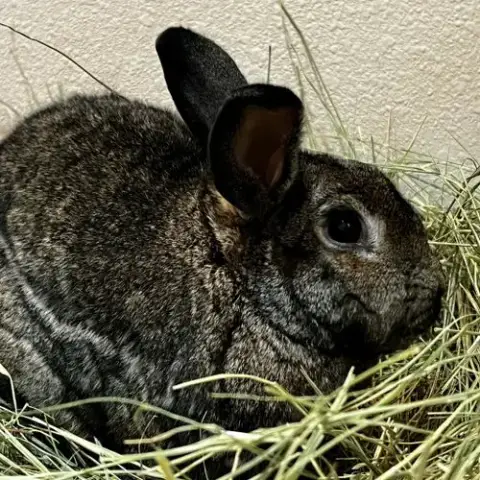 Dusty photo 2