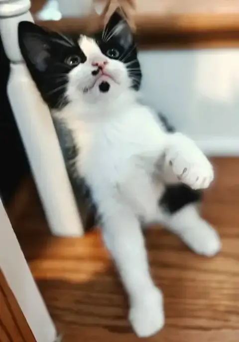 Kitten Oolong photo 3