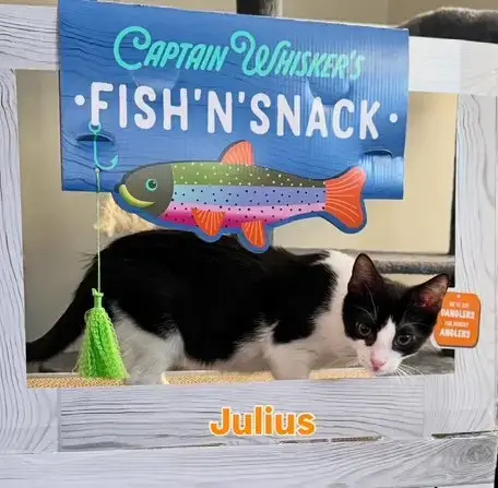 Julius