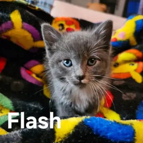 Flash