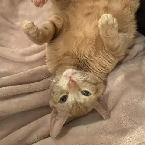 Cutie