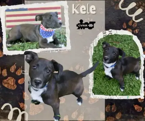 Kele