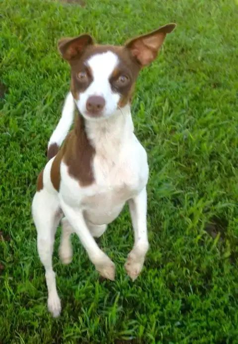 Sugar Sanctuary Dog photo 3