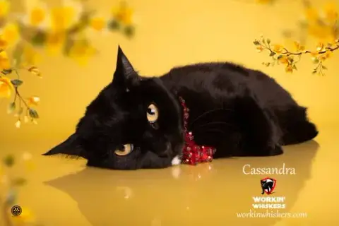 Cassandra photo 4