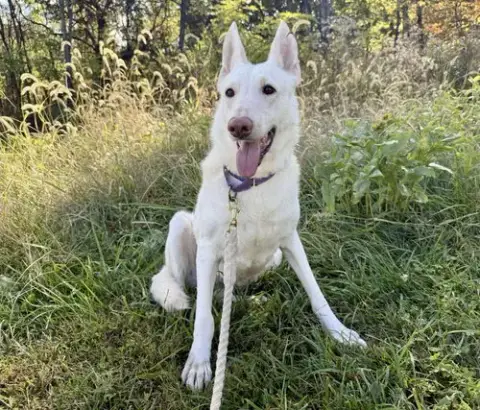 Sugar:   Not At The Shelter photo 4