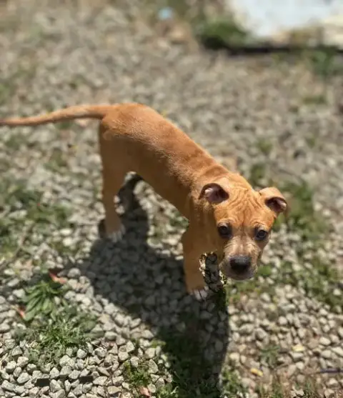 Hazel photo 3