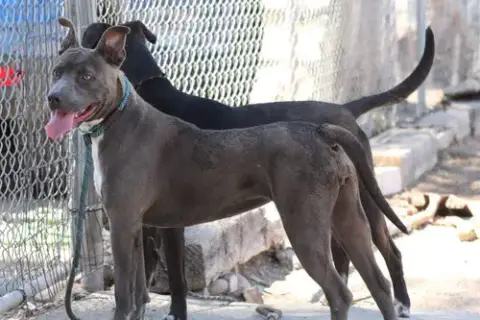 Dusty photo 2