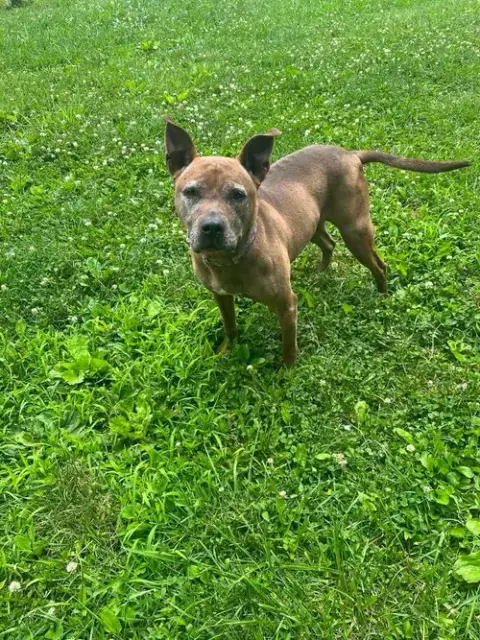 Cookie Boo