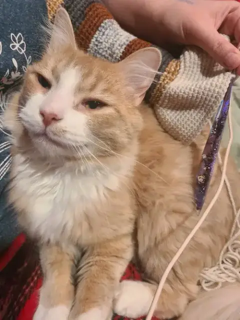 Norbert photo 3