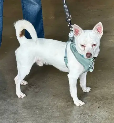 Ace *Adopt* photo 2