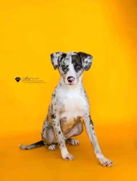 Vincent-In Foster