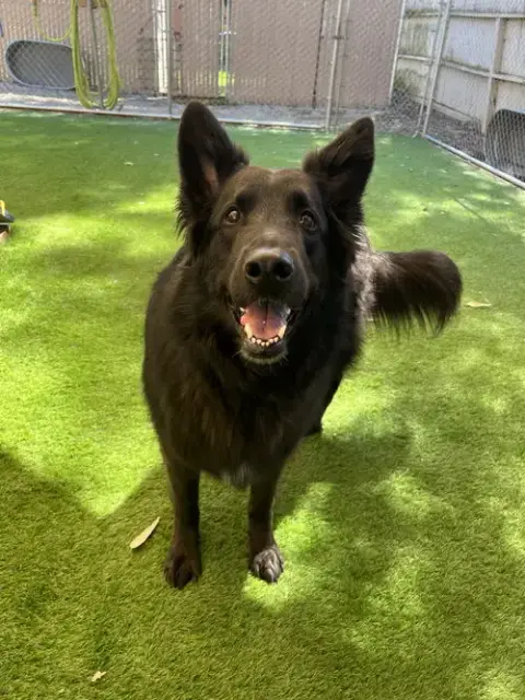 Enzo