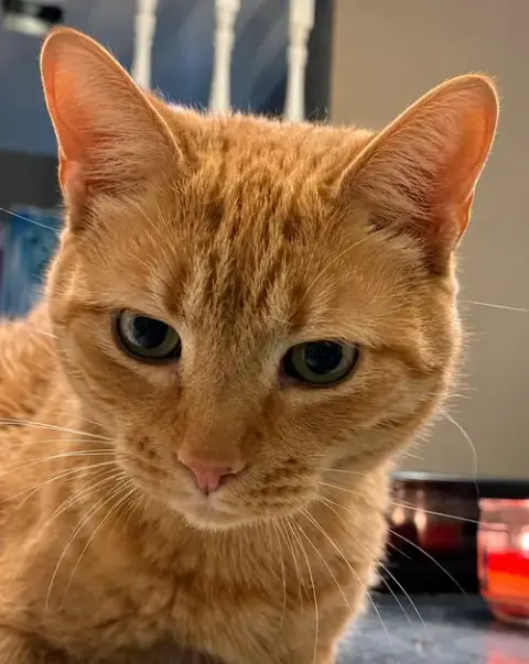 Butters