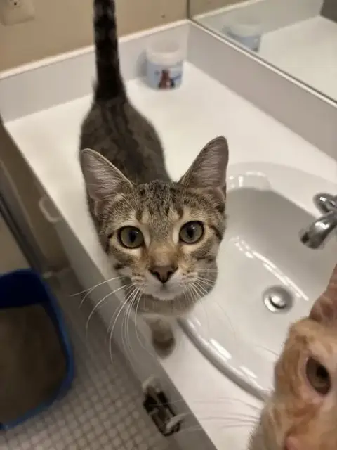 Calista-