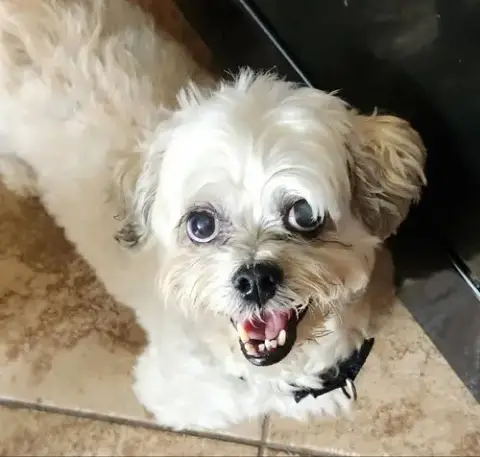 Leo *Adopt* photo 2