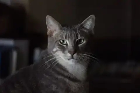 Toby