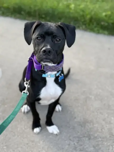 Luigi photo 4