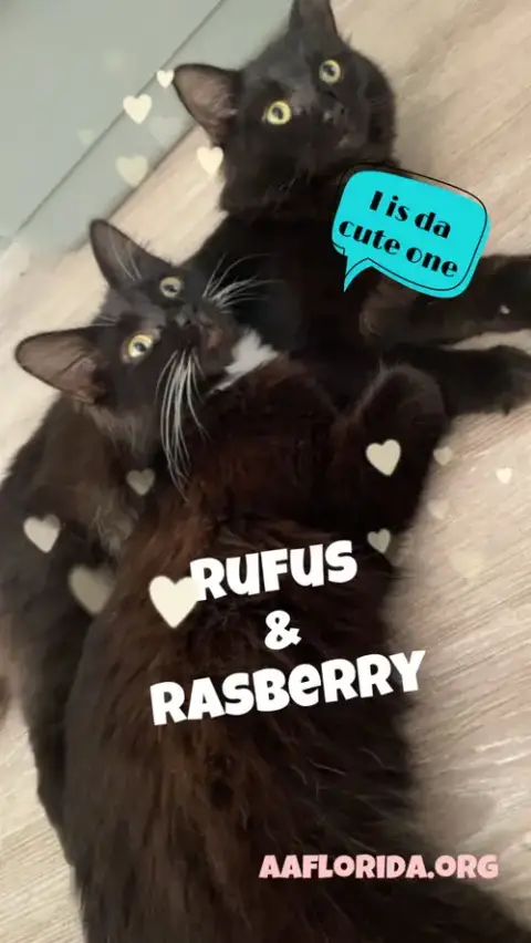 Rufus & Rasberry photo 2