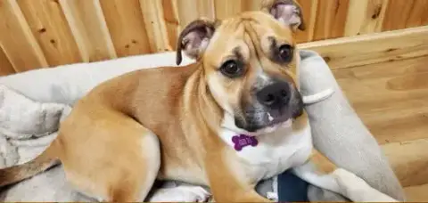 Louie