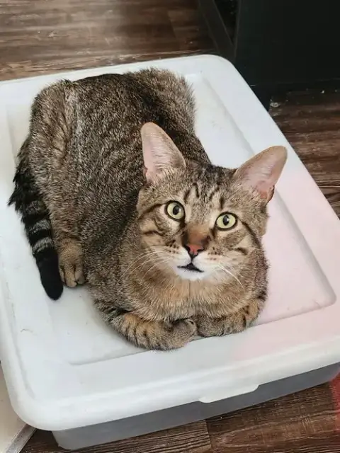 Biscuit