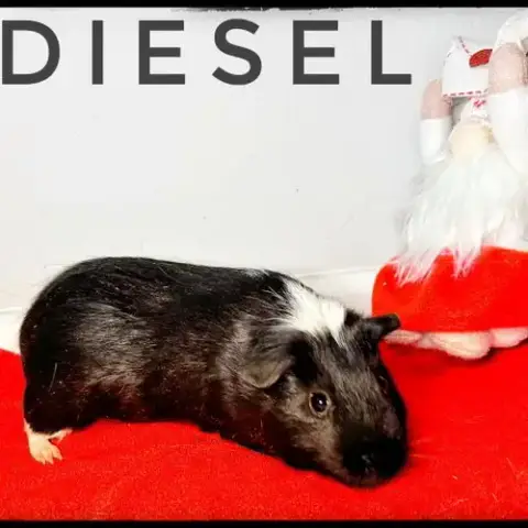 Deisel