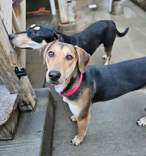 Shelby(Reduced Fee!) photo 2