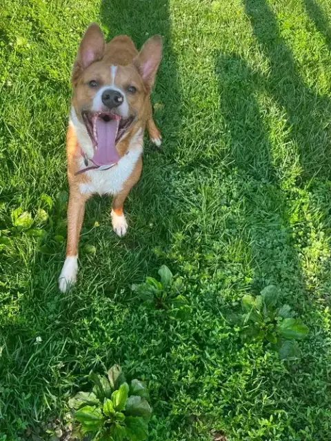 Peanut photo 4