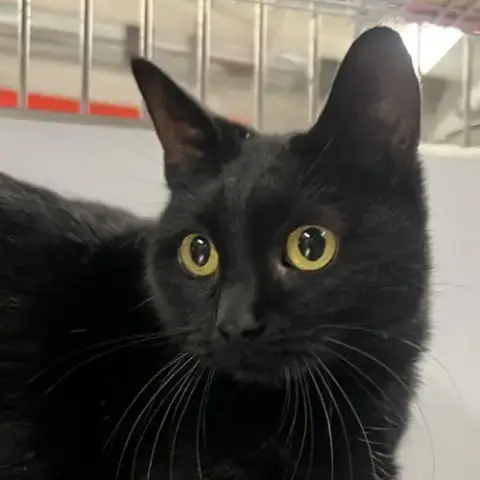 Bagheera
