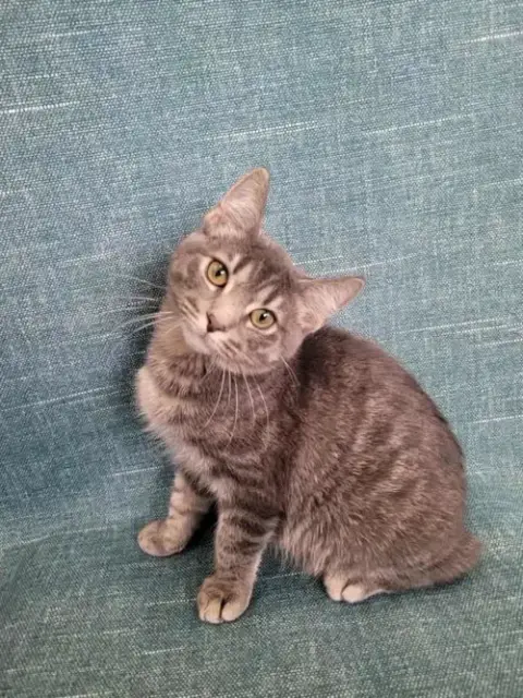 Simon