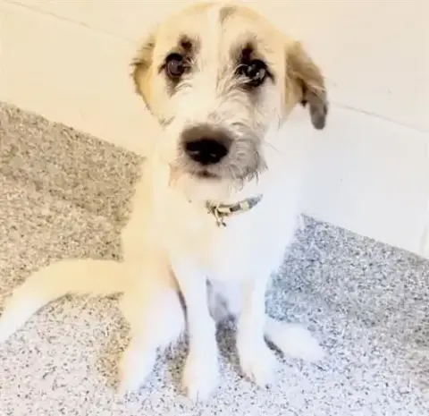 Milo