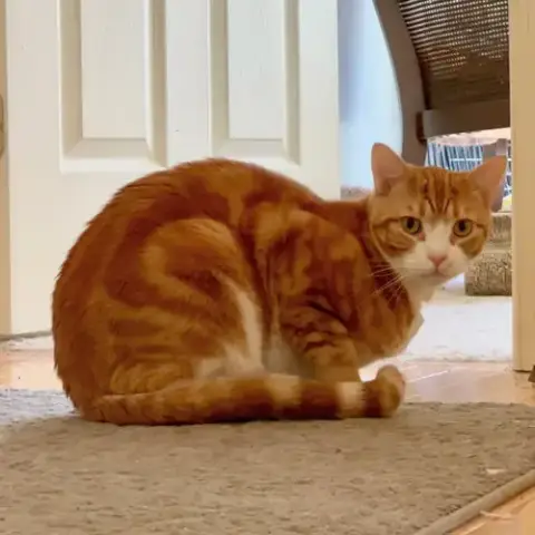 Louie