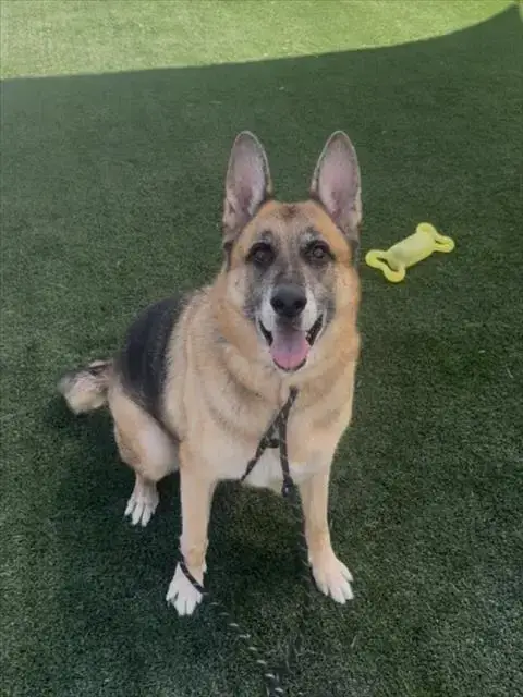 Simba