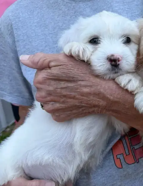 Enzo photo 4