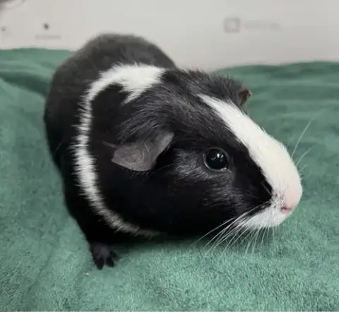 Tootsie